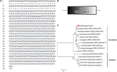 The Inhibition of Ocean Acidification on the Formation of Oyster Calcified Shell by Regulating the Expression of Cgchs1 and Cgchit4